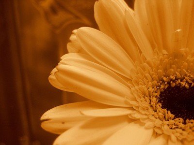 gerbera